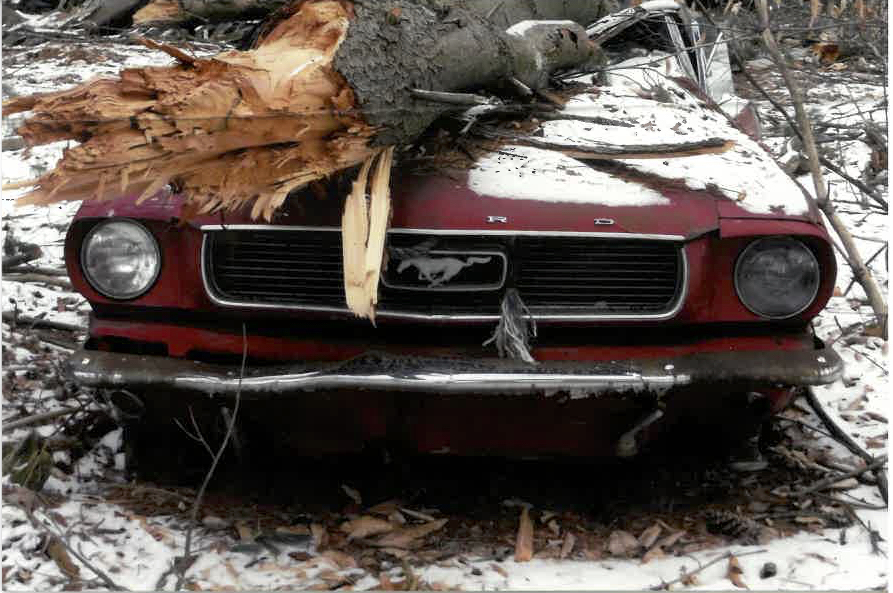 Crushed Mustang